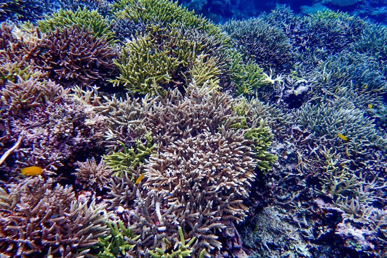 Blue Ocean Resort Ishigaki  Buitenkant foto